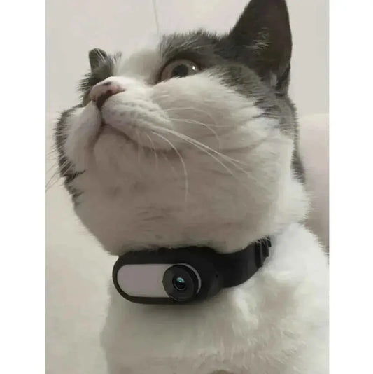 Gray and white cat wearing a smart pet camera collar indoors